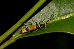 Chauliognathus imperialis