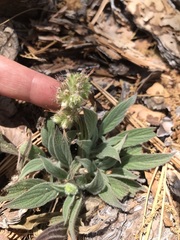Phacelia imbricata