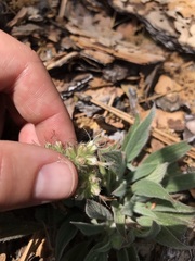 Phacelia imbricata