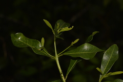 Acronychia oblongifolia
