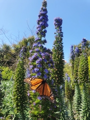 Danaus plexippus