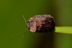 Trachymela scabra