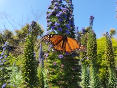 Danaus plexippus