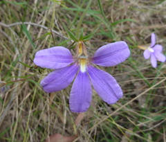 Scaevola ramosissima