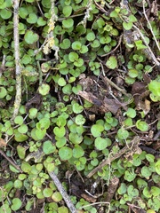 Epilobium nummulariifolium