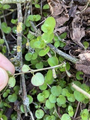 Epilobium nummulariifolium