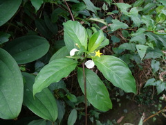 Mussaenda