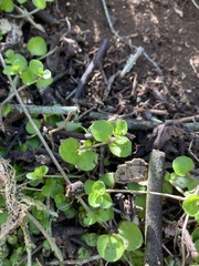Epilobium nummulariifolium