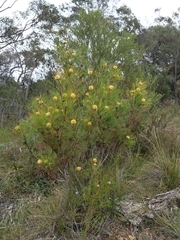 Isopogon anethifolius