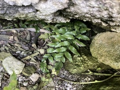 Asplenium lyallii