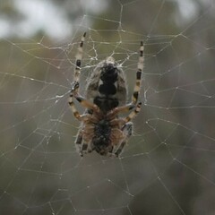 Hortophora