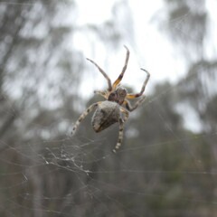 Hortophora
