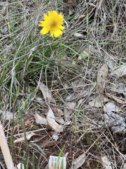 Podolepis linearifolia