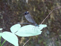 Psolodesmus mandarinus dorothea