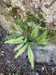 Blechnum chambersii
