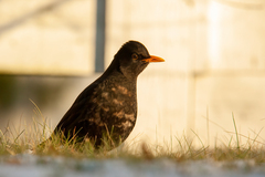 Turdus merula