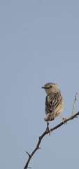 Cisticola natalensis