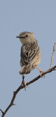 Cisticola natalensis