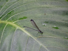 Psolodesmus mandarinus dorothea