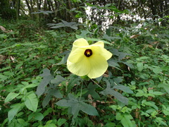 Abelmoschus moschatus