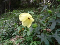 Abelmoschus moschatus