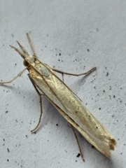 Crambus tenuistriga
