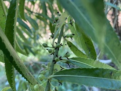 Melicytus lanceolatus