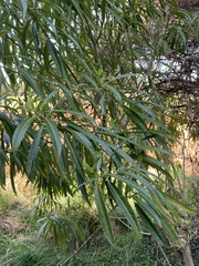 Melicytus lanceolatus