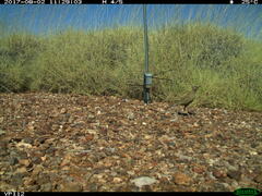 Cincloramphus cruralis