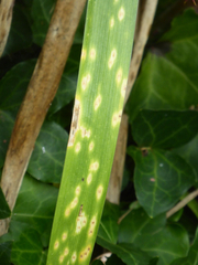 Puccinia iridis