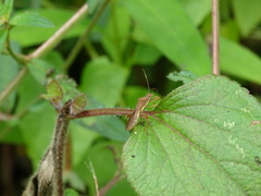 Riptortus linearis