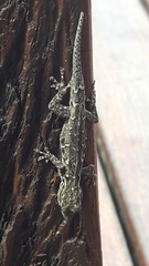 Lygodactylus stevensoni