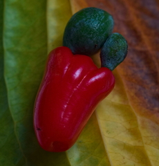Podocarpus dispermus