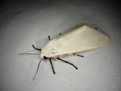 Spilarctia subcarnea