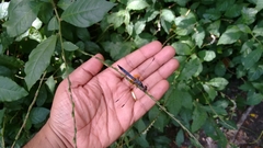 Pachydiplax longipennis image