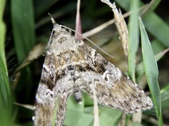 Stenograpta stenoptera