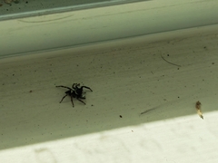 Hasarius adansoni