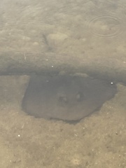 Trygonoptera testacea