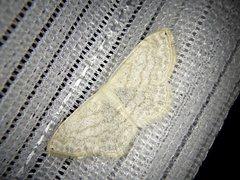 Scopula apicipunctata