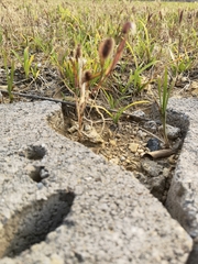 Setaria viridis