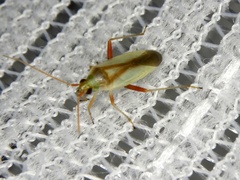 Stenotus rubrovittatus