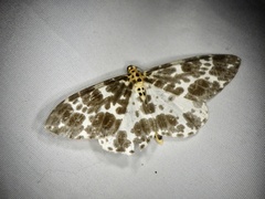 Dilophodes elegans elegans