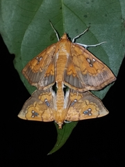 Cacographis osteolalis