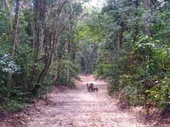 Loxodonta cyclotis
