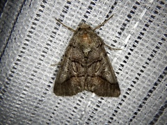 Protomiselia bilinea
