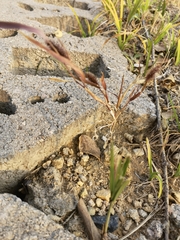 Setaria viridis