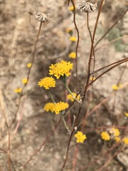 Chaenactis glabriuscula