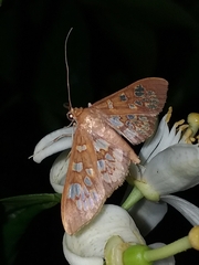 Phostria