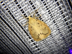 Miltochrista miniata