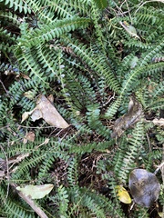 Blechnum penna-marina